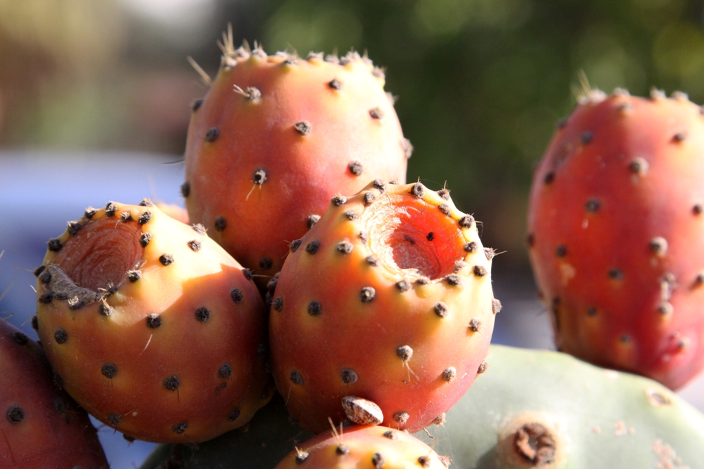 Fichi d'India - Barbary fig